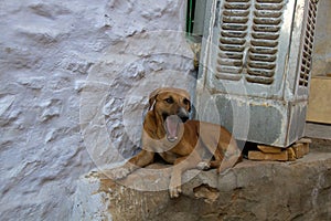 Stray dog on pavement