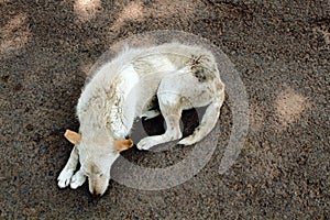 Stray dog on pavement, top view