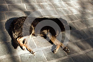 Stray dog on pavement, top view