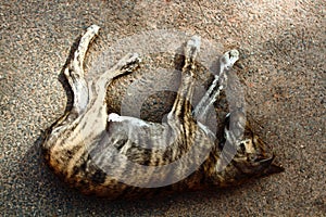 Stray dog on pavement, top view