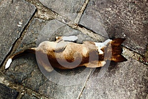 Stray dog on pavement, top view