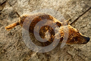 Stray dog on pavement, top view