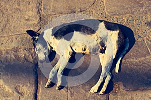 Stray dog on pavement, top view