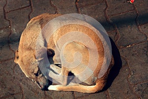 Stray dog on pavement, top view