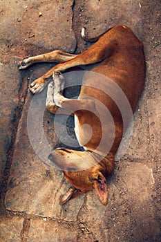 Stray dog on pavement, top view