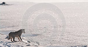 A stray dog plays with ice floes