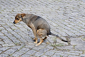 Stray dog pooping on the street