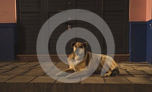 Stray dog in the Pueblo Magico of San Cristobal de las Casas, Chiapas