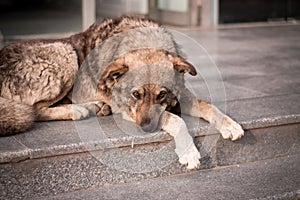 Stray dog puppy alone