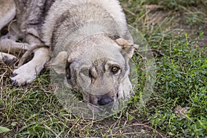 Stray dog puppy eyes homeless street dog puppy A sad-looking street dog with folded ears looks at the camera. rural soil road