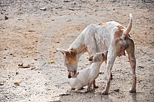 Stray dog puppy sucking milk.