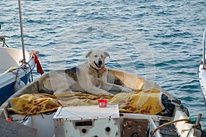 Stray dog relaxing on the fishing boat in marine at Foca Izmir