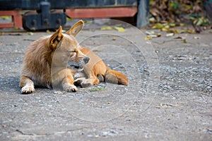 Stray dog resting on the ground