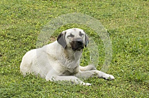 A stray dog resting in a park