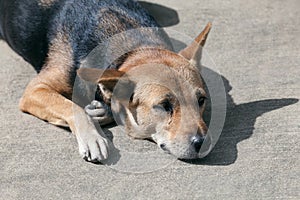 The stray dog resting on the side road.