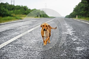 Stray dog on the road