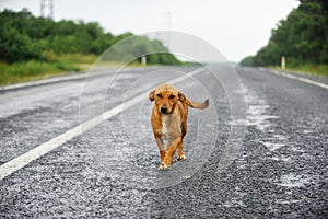 Stray dog on the road photo