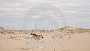 Stray dog running through sandy dunes in the desert