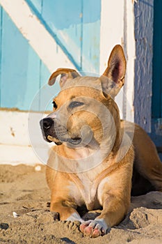 Stray dog on the sand