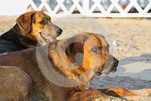 Stray dog on the sand