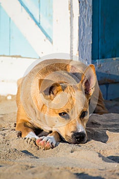 Stray dog on the sand