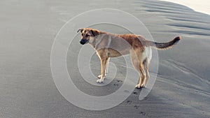 Stray dog on the sand by the sea waiting for the new owner