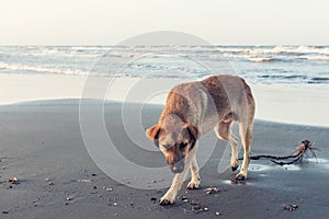 Stray dog on the sand by the sea waiting for the new owner