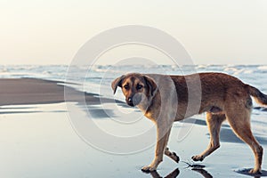 Stray dog on the sand by the sea waiting for the new owner