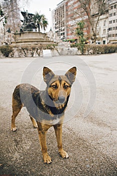 Stray Dog in Santiago