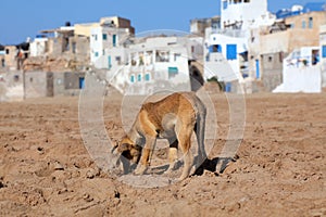 Stray dog scavenging for food in Morocco