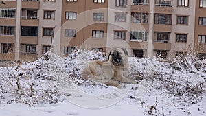 Stray dog scratches (clean) itself on the snow. Homeless dog in winter.