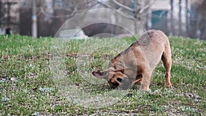 Stray Dog Scratching His Ear with His Paw on Grass in Urban Background