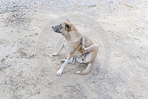 The stray dog is scratcing its neck while sitting on the dirty ground