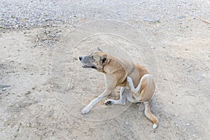 The stray dog is scratcing its neck while sitting on the dirty ground