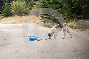 Stray dog searching for food in a garbage bag out in the streets.