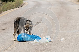 Stray dog searching food in a pile of garbage out in the streets.