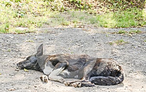 Stray dog in the shade of a tree