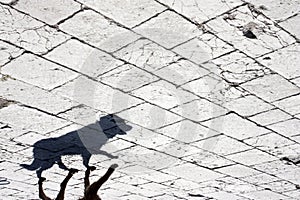 Stray dog shadow photo