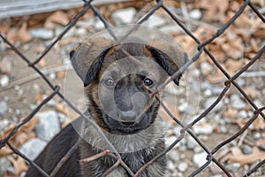 Stray dog in shelter cage, sad, hungry, waiting for owner after being found on street