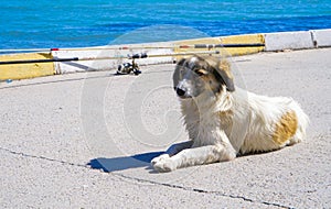 Stray dog sitting alone in the streets