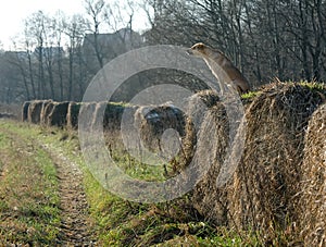 Stray dog sitting on a hayrick