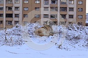 Stray dog sitting on snow. Homeless dog in the city in winter. Animals