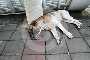 The stray dog is sleeping alone on the floor