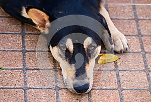 Stray dog sleeping on the cement floor, black dog, Thai Ridgeback, Focus on his face