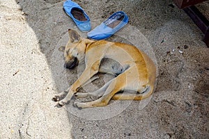Stray dog sleeping on the sandy beach