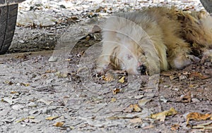 Stray dog sleeping under a parked car