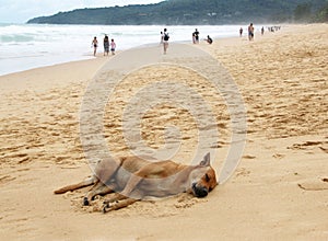 Stray dog sleeps on the beach, Karon, Thailand