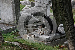 A stray dog with small puppies sit on a gravestone