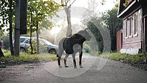 A stray dog stands in the middle of the sidewalk. Steam rises from its mouth. It`s very beautiful.