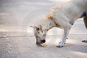 Stray dog is starving to eat food that has fallen on the road. Empty space for entering text